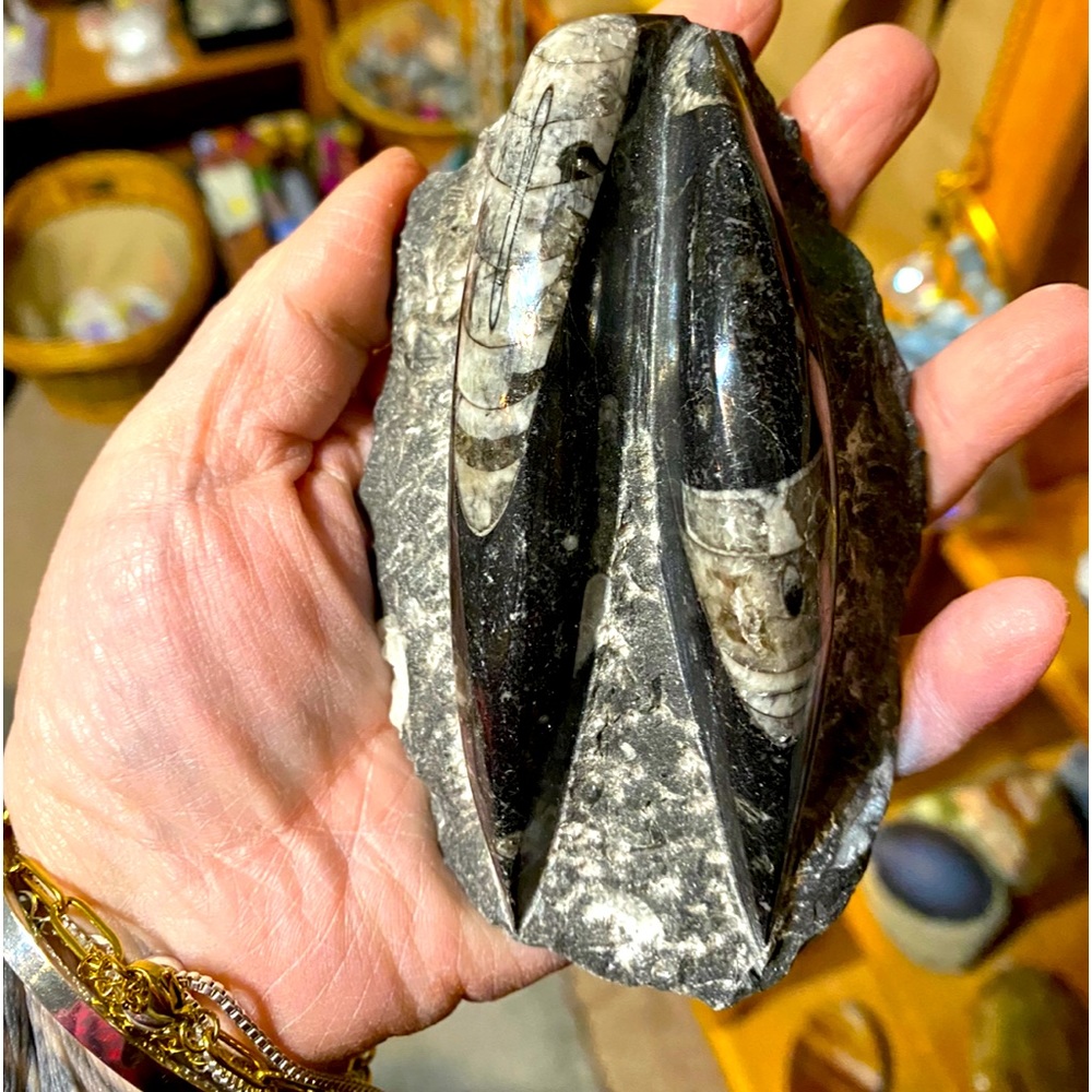 Orthoceras fossil